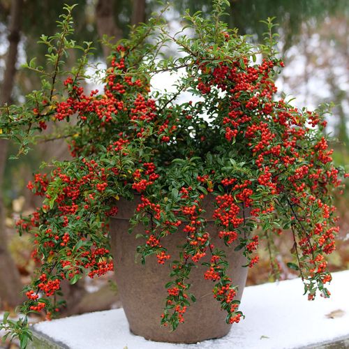 Pyracomeles Berry Box&trade; Image