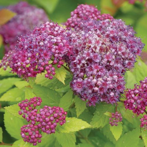 Spiraea Double Play&reg; Dolly&trade; Spirea Image
