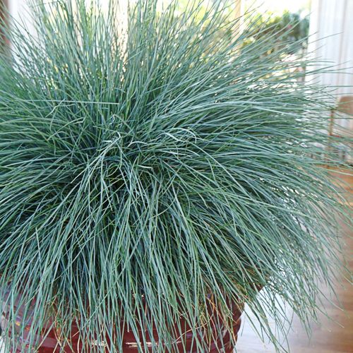 Festuca Beyond Blue&trade; Ornamental Fescue Image