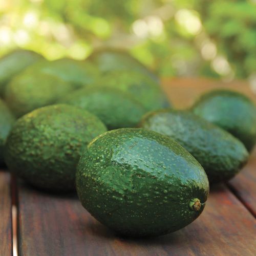 Persea Holiday Avocado Image