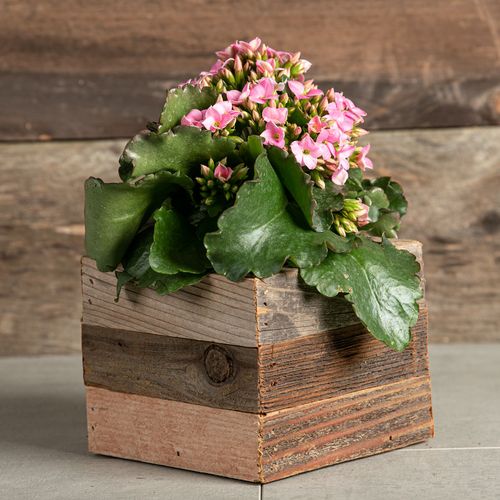 Pink Kalanchoe Plant Image