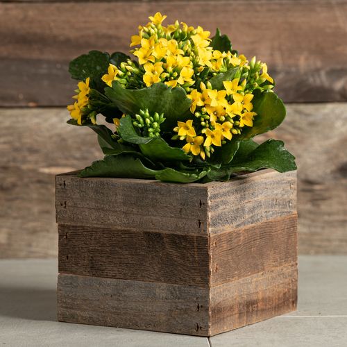 Yellow Kalanchoe Plant Image