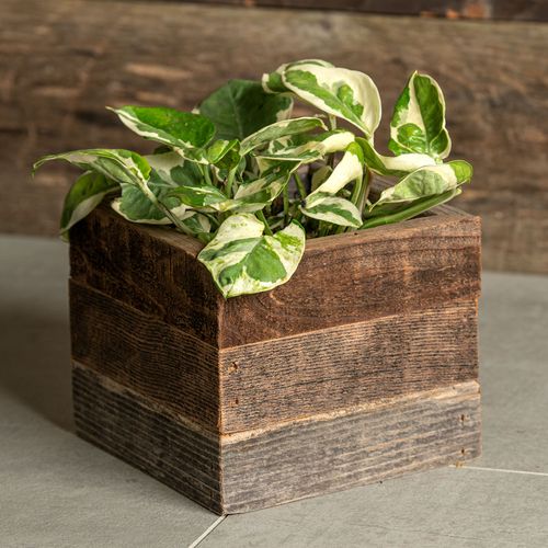 Pothos Houseplant in Reclaimed Wood Image