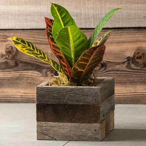 Croton Houseplant  in Reclaimed Wood Image