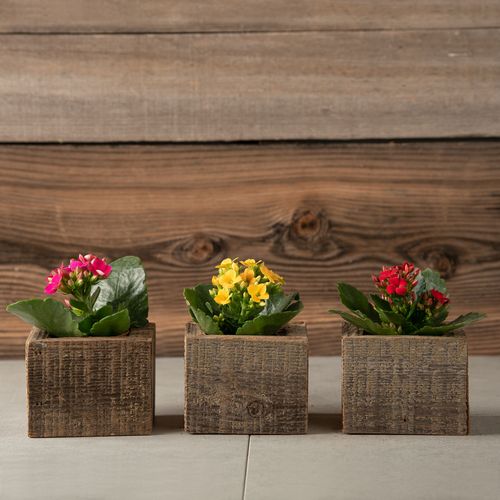 Trio Kalanchoe Gift Set Image