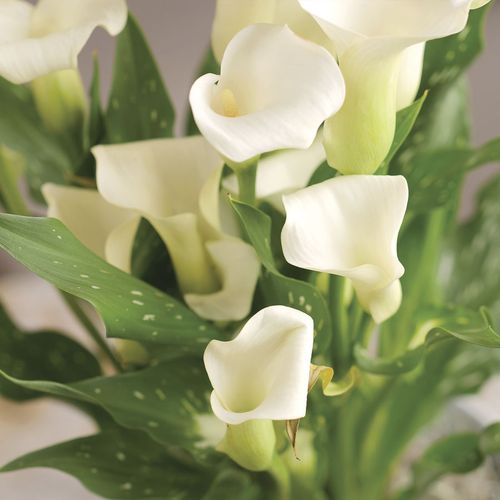 White Calla Lily Plant Image
