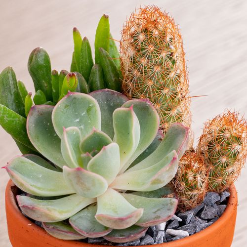 Mixed Cactus Garden Image