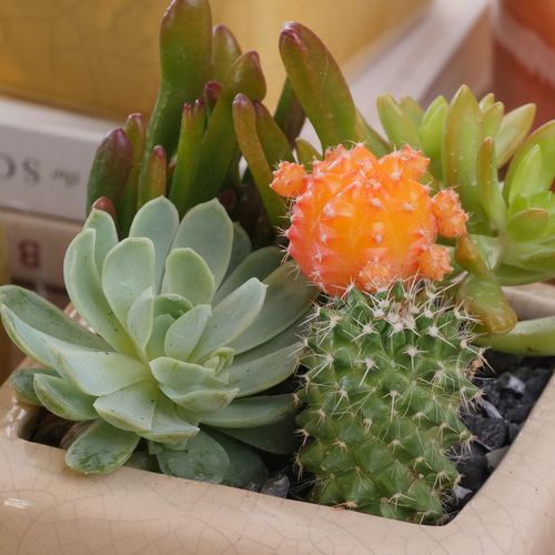 Gobi Cactus Garden Image