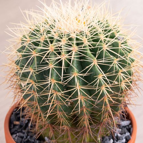 Barrel Cactus Plant Image