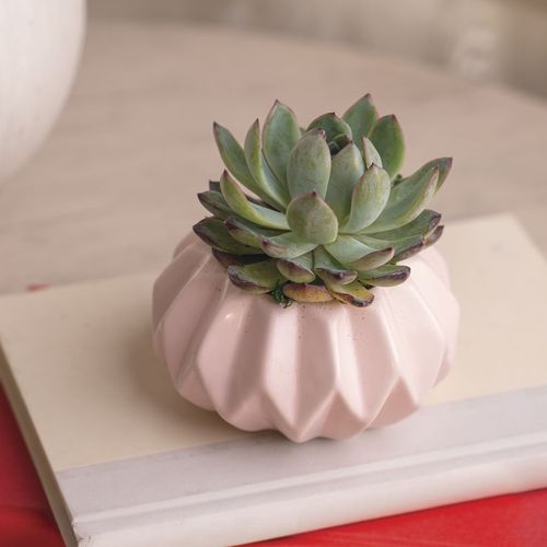 Happy Hues Succulent Plant Image