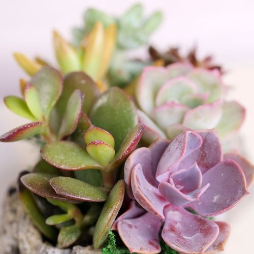 Concrete Log Succulent Garden Image