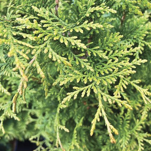 Thuja 'Junior Giant' Arborvitae Image