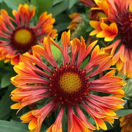 Gaillardia Spintop&trade; Mariachi Copper Sun Improved Blanket Flower Image
