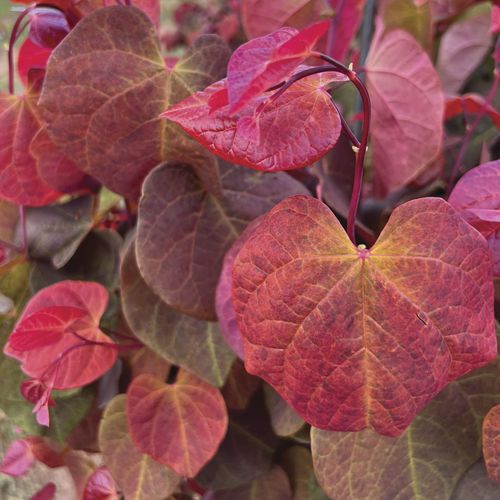 Cercis Hearts A'Fire&trade; Redbud Image