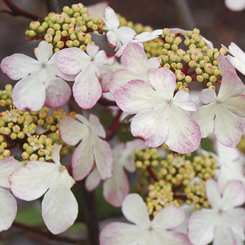 Viburnum Kilamandjaro&reg; Sunrise Snowball Bush Image