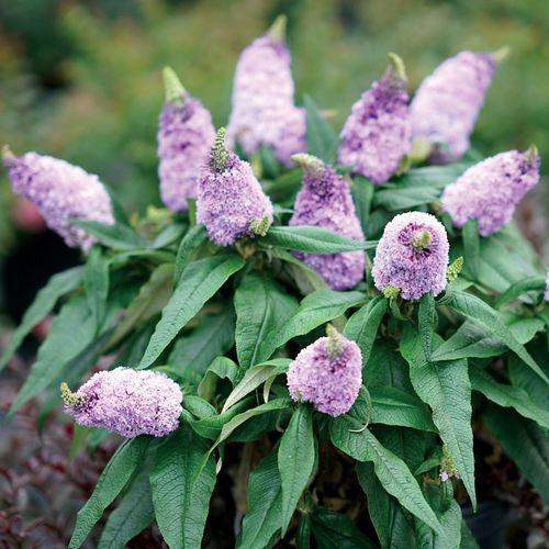 Buddleia Pugster&reg; Amethyst Butterfly Bush Image