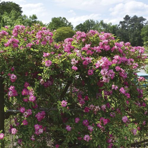 Peggy Martin Climbing Rose Image
