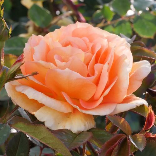 Tangerine Flames Climbing Rose Image