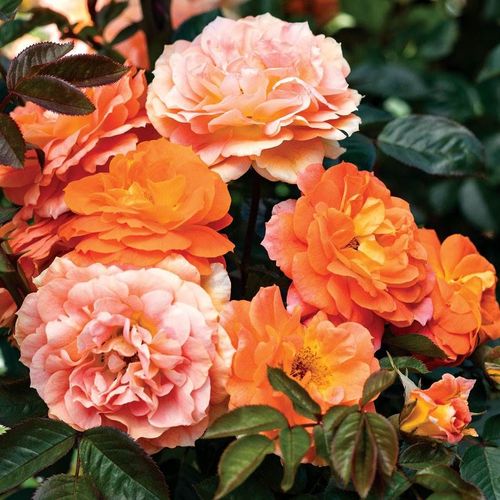 Tangerine Flames Climbing Rose Image