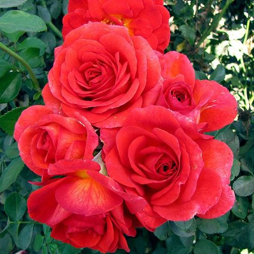 Ay Caramba! Floribunda Rose Image