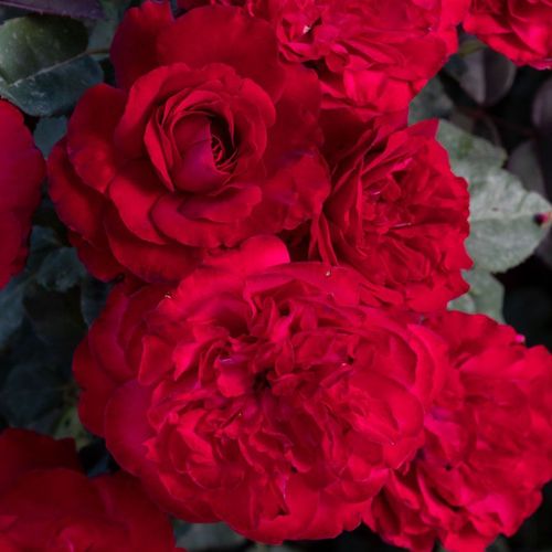 Never Been Redder Floribunda Rose Image