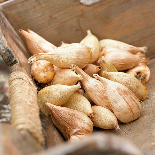 Freesia & Ranunculus Grand Blend Bulbs Image