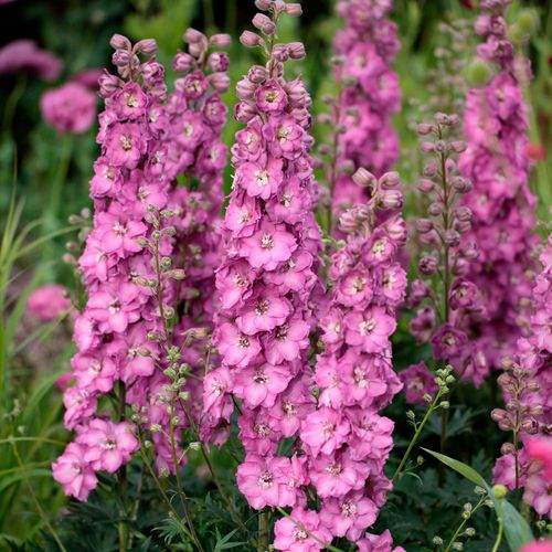 Delphinium Delgenius&trade; Chantay Larkspur Image