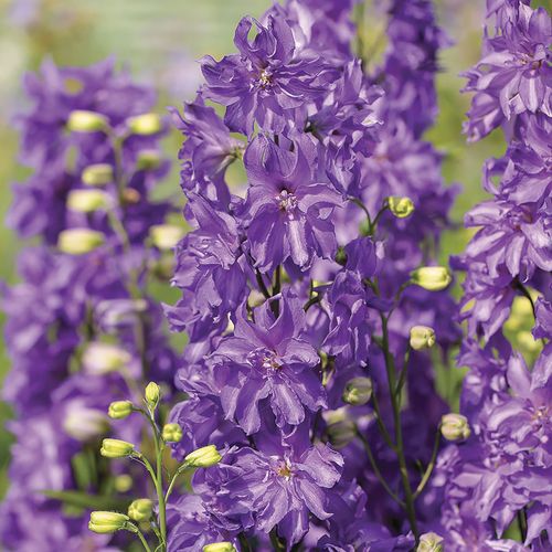 Delphinium Delgenius&trade; Breezin Larkspur Image