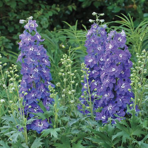 Delphinium Delgenius&trade; Glitzy Larkspur Image