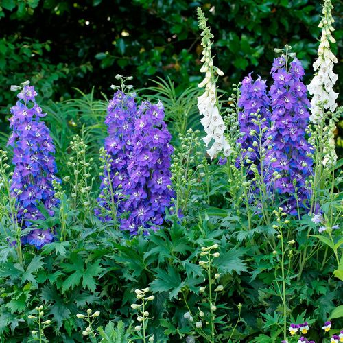 Delphinium Delgenius&trade; Glitzy Larkspur Image