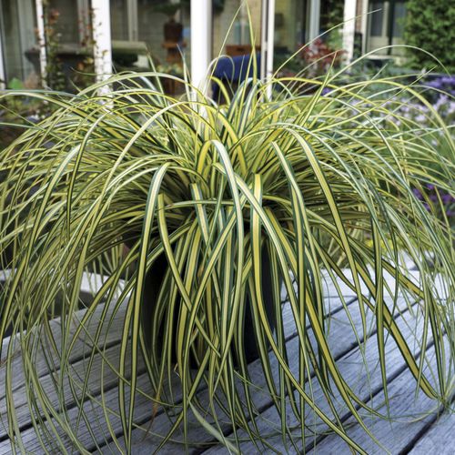 Carex Evercolor&reg; 'Everoro' Sedge Image