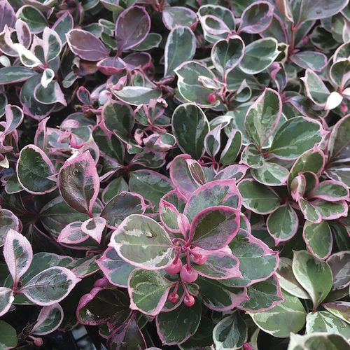 Gaultheria Winter Splash&trade; Wintergreen Image