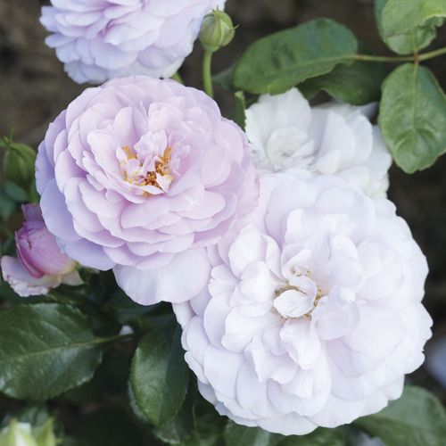 La Di Da Floribunda Rose Image