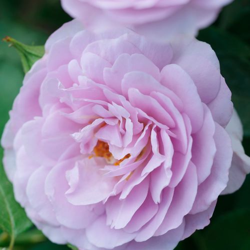 La Di Da Floribunda Rose Image