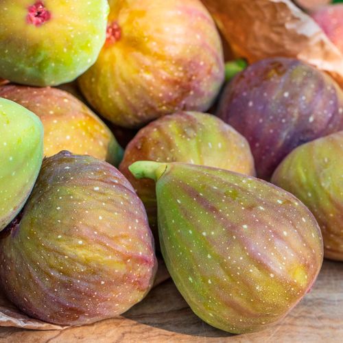 Ficus 'Flanders' Fig Image