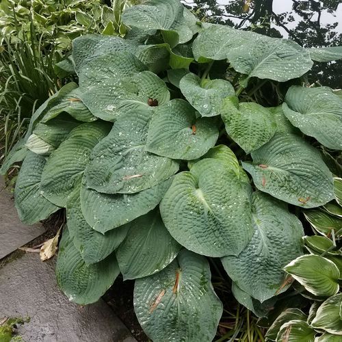 Hosta 'Elegans' Plantain Lily Image