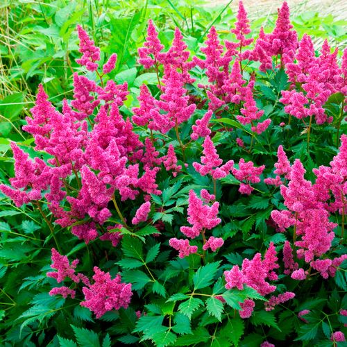 Astilbe 'Veronica Klose' False Spirea Image