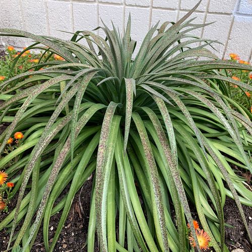 Mangave Mad About Mangave&reg; 'Bad Hair Day' Image