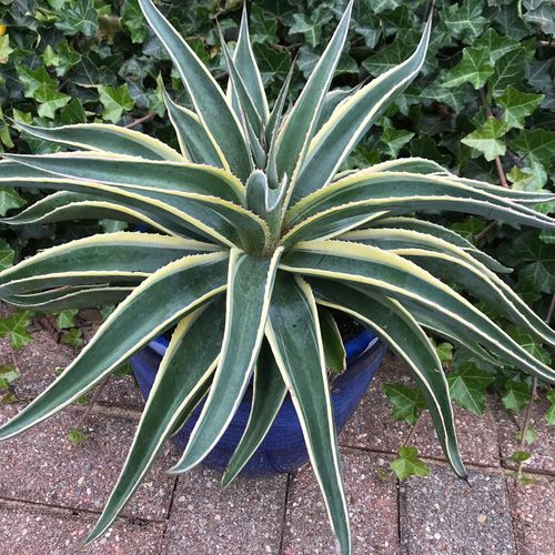 Mangave Mad About Mangave&reg; 'Navajo Princess' Image