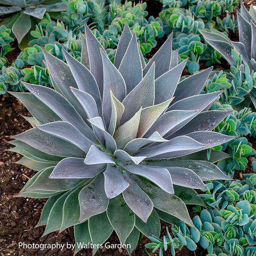 Mangave Mad About Mangave&reg; 'Lavender Lady' Image