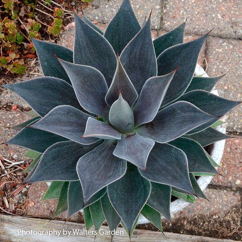 Mangave Mad About Mangave&reg; 'Lavender Lady' Image