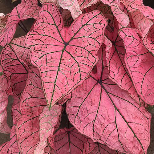 Caladium Spring Fling Bulbs Image