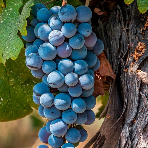 Vitis Frontenac Blue Grape Image