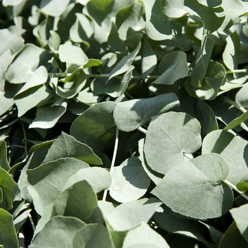 Eucalyptus 'Baby Blue' Spiral Eucalyptus Image