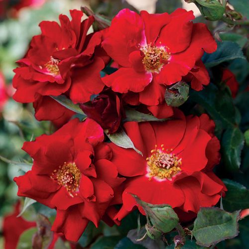 Cherry Float Climbing Rose Image