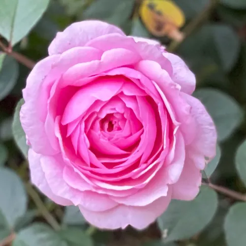 Oxford Girl Climbing Rose | Jackson & Perkins Oxford Girl Climbing Rose | Jackson & Perkins