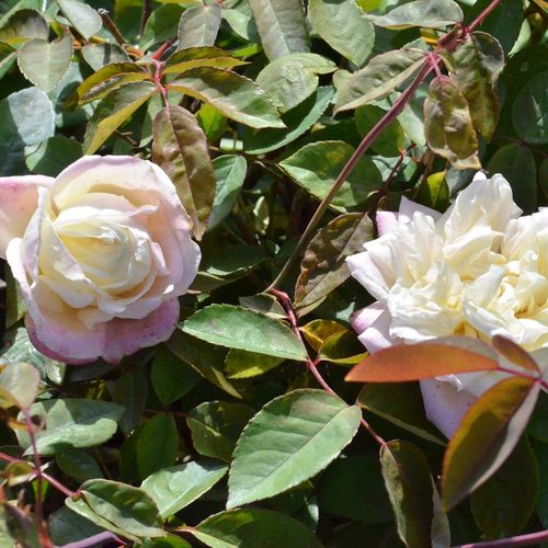 Marie van Houtte Tea Rose Image