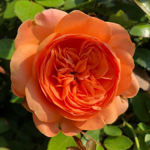 Double Ambre Floribunda Rose Image