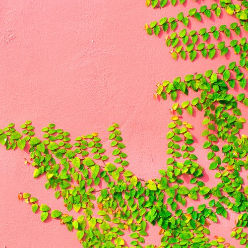 Ficus pumila Creeping Fig Image