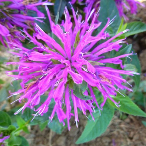 Monarda Balmy&trade; Lilac Bee Balm Image